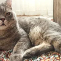 گربه اسکاتیش|گربه|تبریز, |دیوار