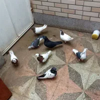 کبوتر|پرنده|شیراز, ماه فیروزان|دیوار