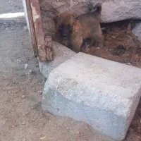 واگذاری توله نر