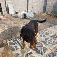 سگ ماده نژاد رتوایلر|سگ|آستانه اشرفیه, |دیوار