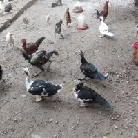 تخم اردک اسرائیلی و دورگه