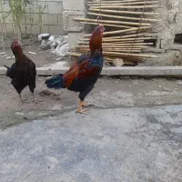 خروس لاری