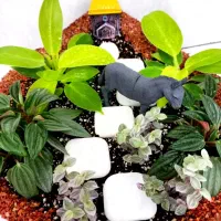 باکس گل طبیعی ، یک دکوری شیک