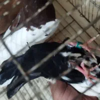 کفتر شهری و دمبی سیاه