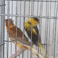 قناری|پرنده|مشگین شهر, |دیوار