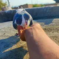 کبوتر ساده نر