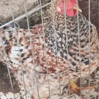 خروس گلین|حیوانات مزرعه|فولادشهر, B2|دیوار