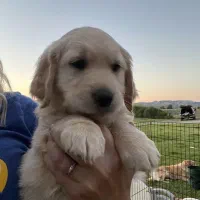 توله سگ گلدن رتریور اصیل و باهوش ـ آماده تحویل|سگ|تهران, قیطریه|دیوار