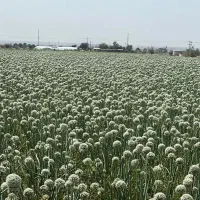 بذر مینروا دستگیر از قوطی اصلی ارژانتین|خدمات باغبانی و درختکاری|جیرفت, |دیوار