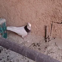 طوقی سینه ای|پرنده|مبارکه, |دیوار