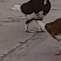 کفتر کبوتر گم شده