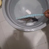 ماهی کت رافائل جیغ زن