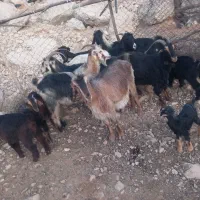 بز کهره دار