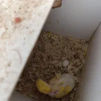 فروش یک جفت طوطی برزیلی صورت قرمز  با جوجه|پرنده|هندیجان, |دیوار