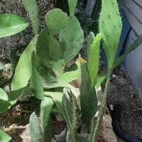 فروش کاکتوس بدون ریشه