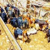 بزترکی‌معاوضه‌بامیش