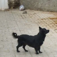 یک عدد پاپی ماده مشکی|سگ|تربت جام, شاهد|دیوار