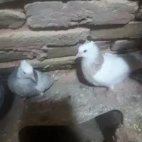 طوقی|پرنده|سبزوار, اسلام آباد|دیوار