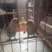 دوتا کوتوله شیطون نیمه دستی باهوش|پرنده|فولادشهر, A3|دیوار