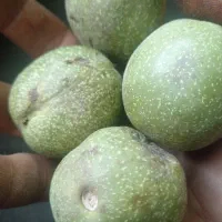 گردو پوست کاغذی شهرکرد طعم دار چرب