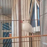فنچ بلبلی زیبا