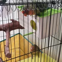 طوطی برزیلی|پرنده|سنندج, |دیوار