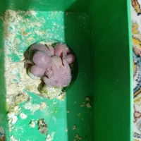 ۳تا جوجه همراه مامان باباش