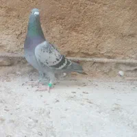 نردرجه یک هوایی|پرنده|بوشکان, |دیوار