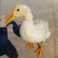 اردک|حیوانات مزرعه|یاسوج, |دیوار