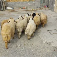 ۱۸ بره سفید باب پروار شیرمس و یکدست کاور هیکلی