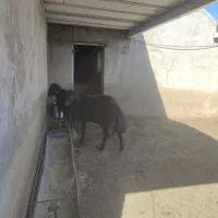 2عدد قوچ درجه یک افشار