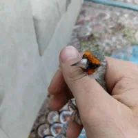 جوجه سهره سهره