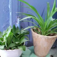 گل آپارتمانی|گل و گیاه طبیعی|شهرکرد, |دیوار