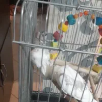 عروس هلندی دوکت پروانه ای