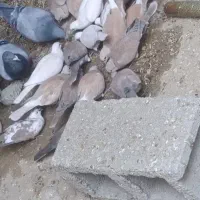 کپوت.مولد سوران|پرنده|سیب و سوران, |دیوار