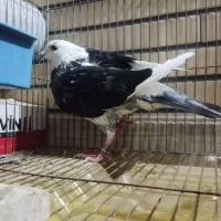 کبوتر پلاکی جان آردن ماده شازده