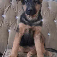 توله ژرمن سه ماهه|سگ|مشکین‌دشت, |دیوار