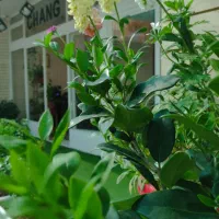 آموزش گیتار ویالن سنتور پیانو تنبک دف تار هنگ درام|خدمات آموزشی|اصفهان, طامه|دیوار