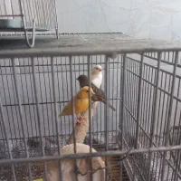 قناری نرو ماده