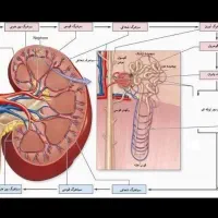 تدریس خصوصی زیست دهم