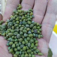 ماش محلی درجه یک درشت