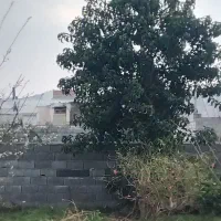 فروش درخت آواکادو و کاج