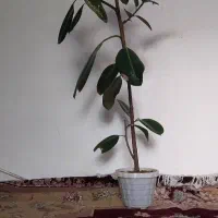 گل گوش فیلی