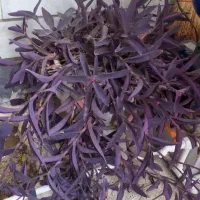 گل طبیعی حیاط و باغچه|گل و گیاه طبیعی|ورامین, ورامین|دیوار