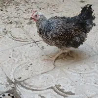مرغ