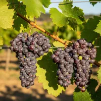 نهـال انـار ساوه شیرین خوشدانه و صادراتی|خدمات باغبانی و درختکاری|رشت, منظریه|دیوار