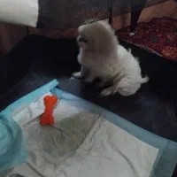 سگ پاکوتاه|سگ|همدان, |دیوار