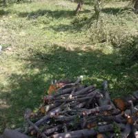 خرید ضایعات وانواع چوب|خدمات باغبانی و درختکاری|میاندوآب, |دیوار