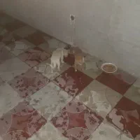 یک جفت پاکوتاه ۳ماهه بخاطر سازگاری بفروش میرسد