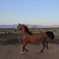 اسب شجره دار